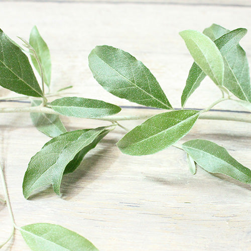 ロシアンオリーブ