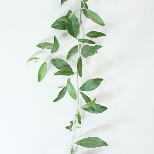 ❈ ロシアンオリーブ フレッシュ ❈ ロシアンオリーブ *106 | アンベグリーン 植木、苗木の卸販売専門店