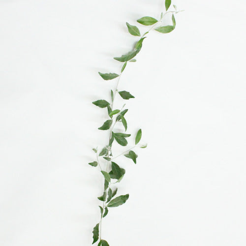 ロシアンオリーブ – agri.co.jp