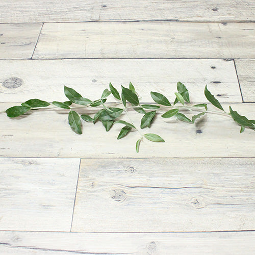 ❈ ロシアンオリーブ フレッシュ ❈ ❈ ロシアンオリーブ フレッシュ ❈ ロシアンオリーブ フレッシュ