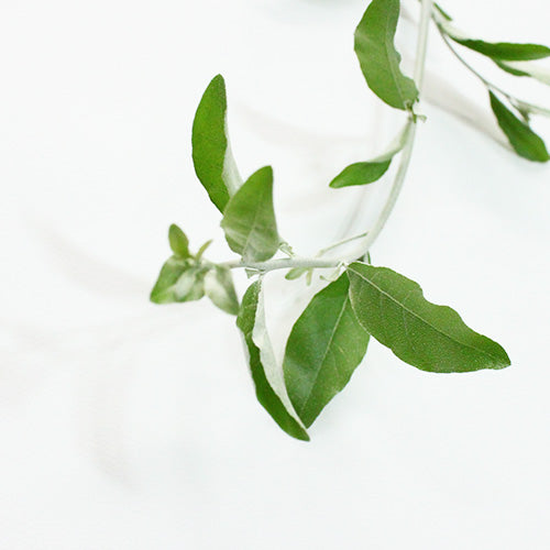 ❈ ロシアンオリーブ フレッシュ ❈ ロシアンオリーブ | プチフルール ネットショップ